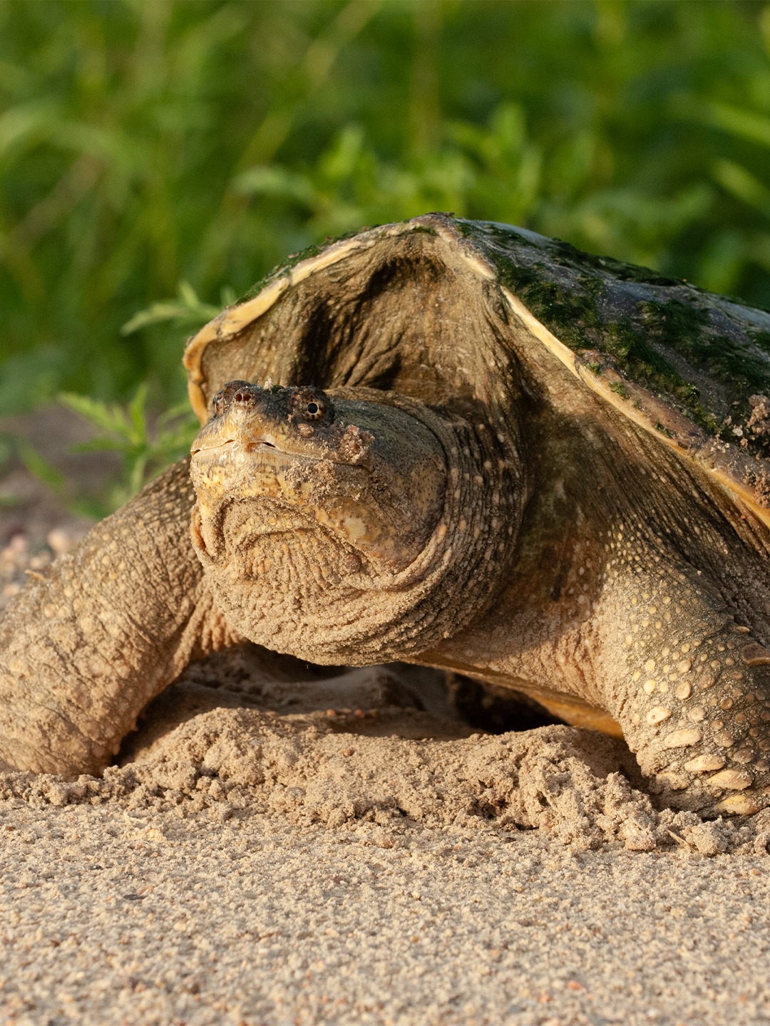 Meet the common snapping turtle!

Found in rivers, ponds, and lakes across Nebraska, these turtles can grow 9–15 inches long and weigh 50+ pounds. They use a “sit and wait” strategy for hunting, and their round, leathery eggs resemble ping-pong balls.

Photo by Jon Farrar
#Nebraskaland #OutdoorNebraska