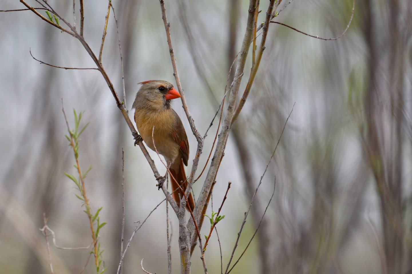 female cardinal