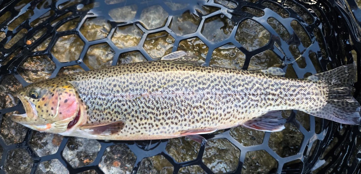 Side view of cuttbow trout laying in landing net.