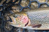 Side view of head of cuttbow trout.