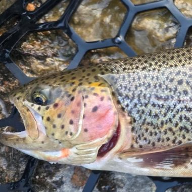 Side view of head of cuttbow trout.