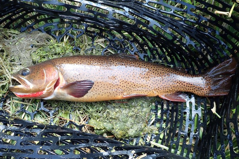 Side view of cutthroat trout in landing net.