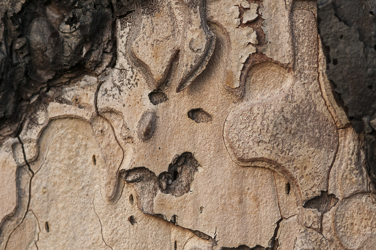 Ponderosa bark.