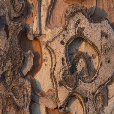 Shapes in ponderosa bark.