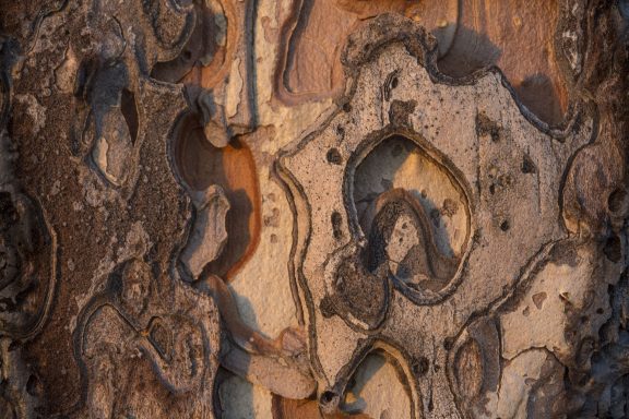 Shapes in ponderosa bark.