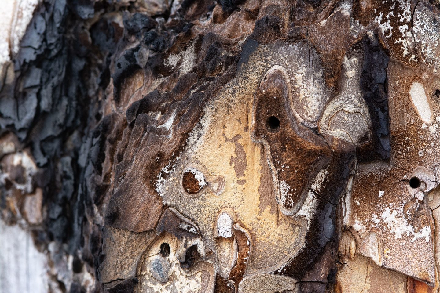 Shapes in ponderosa bark.