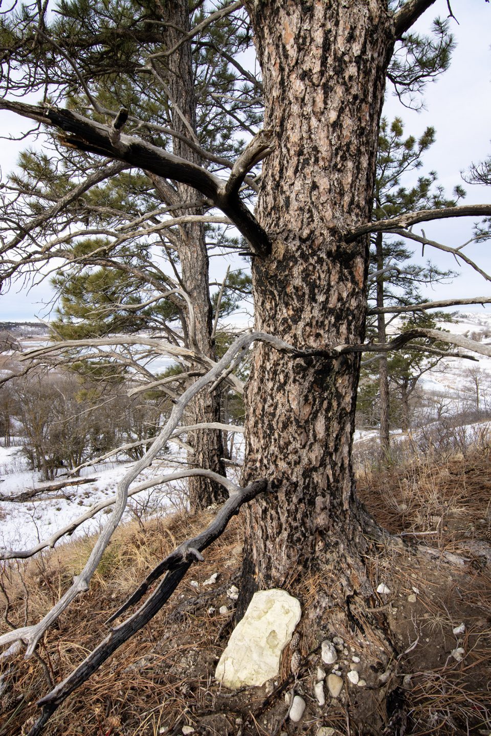 A ponderosa pine tree with fire scars.