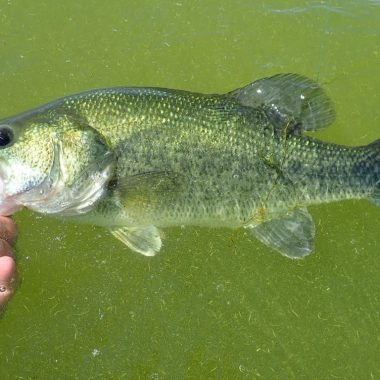 Largemouth bass in water.