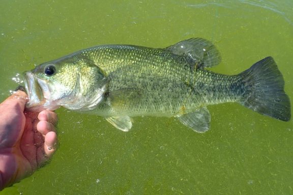 Largemouth bass in water.