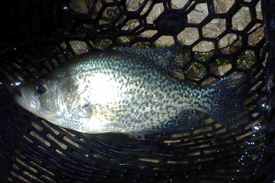 Black crappie in landing net.