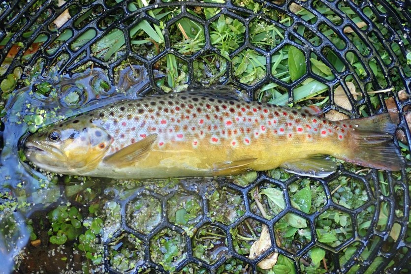 Brown trout in net.