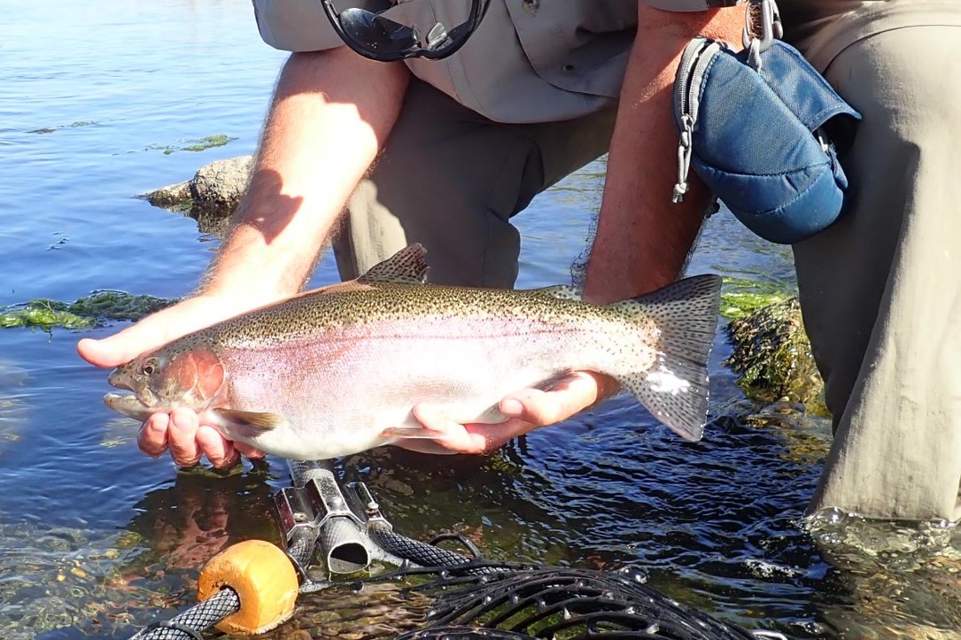 Rainbow trout