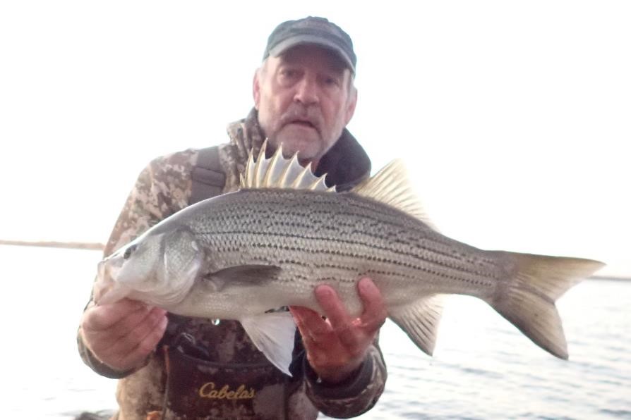 Angler with striped bass hybrid.