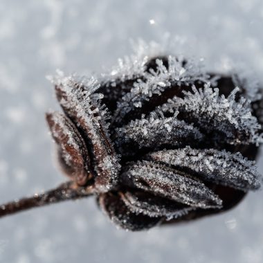 Hoarfrost