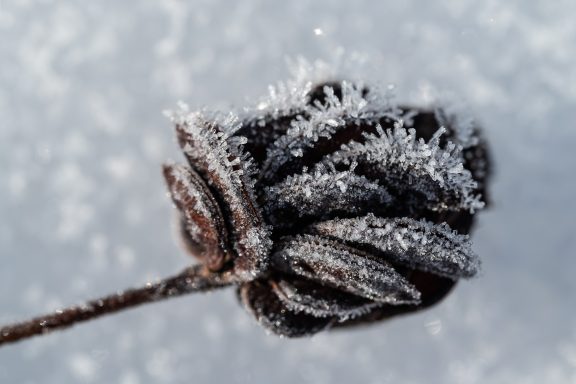 Hoarfrost