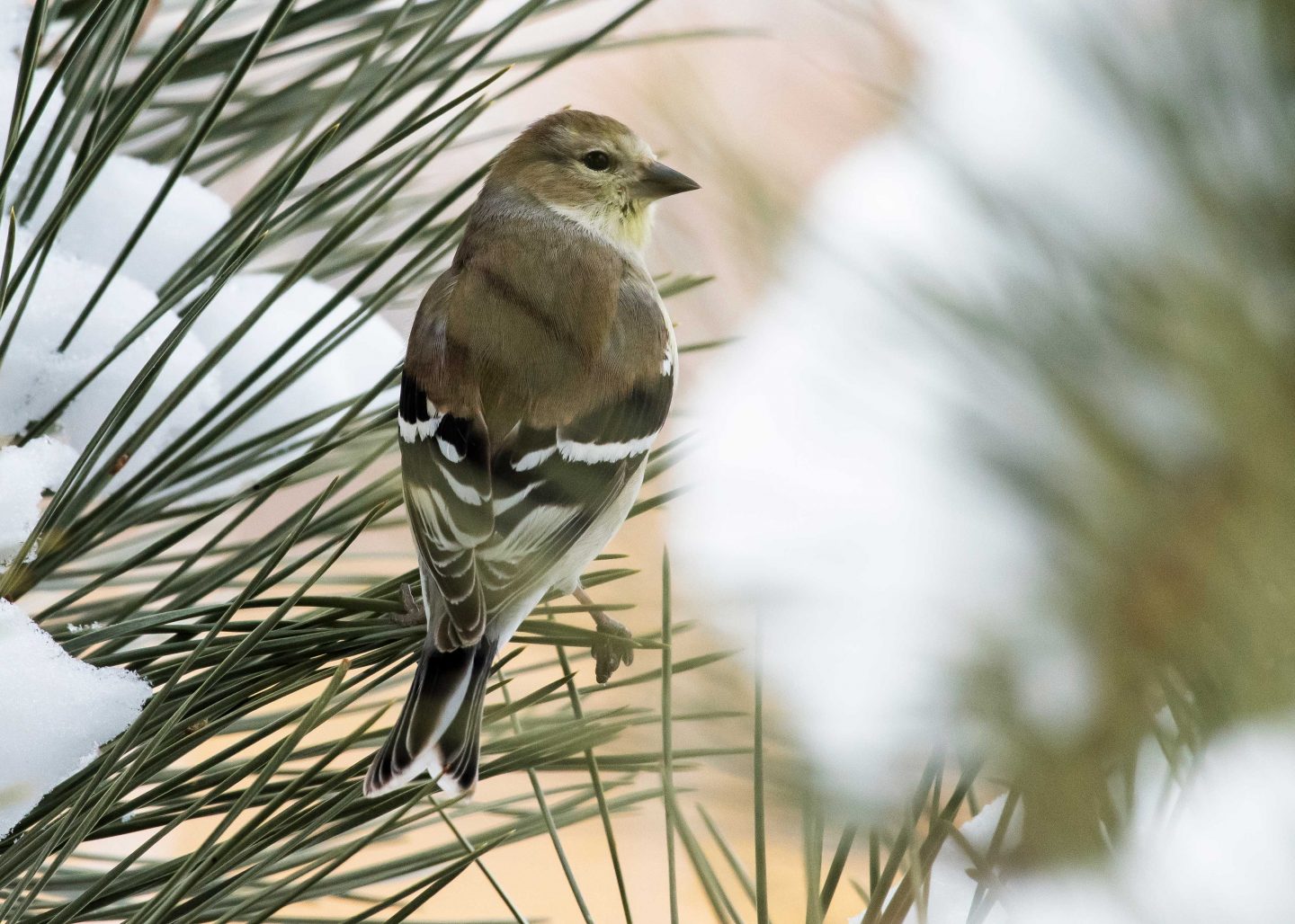 American goldfinch in winter.