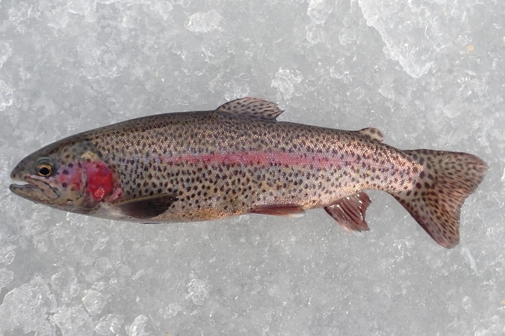 Side view of rainbow trout.