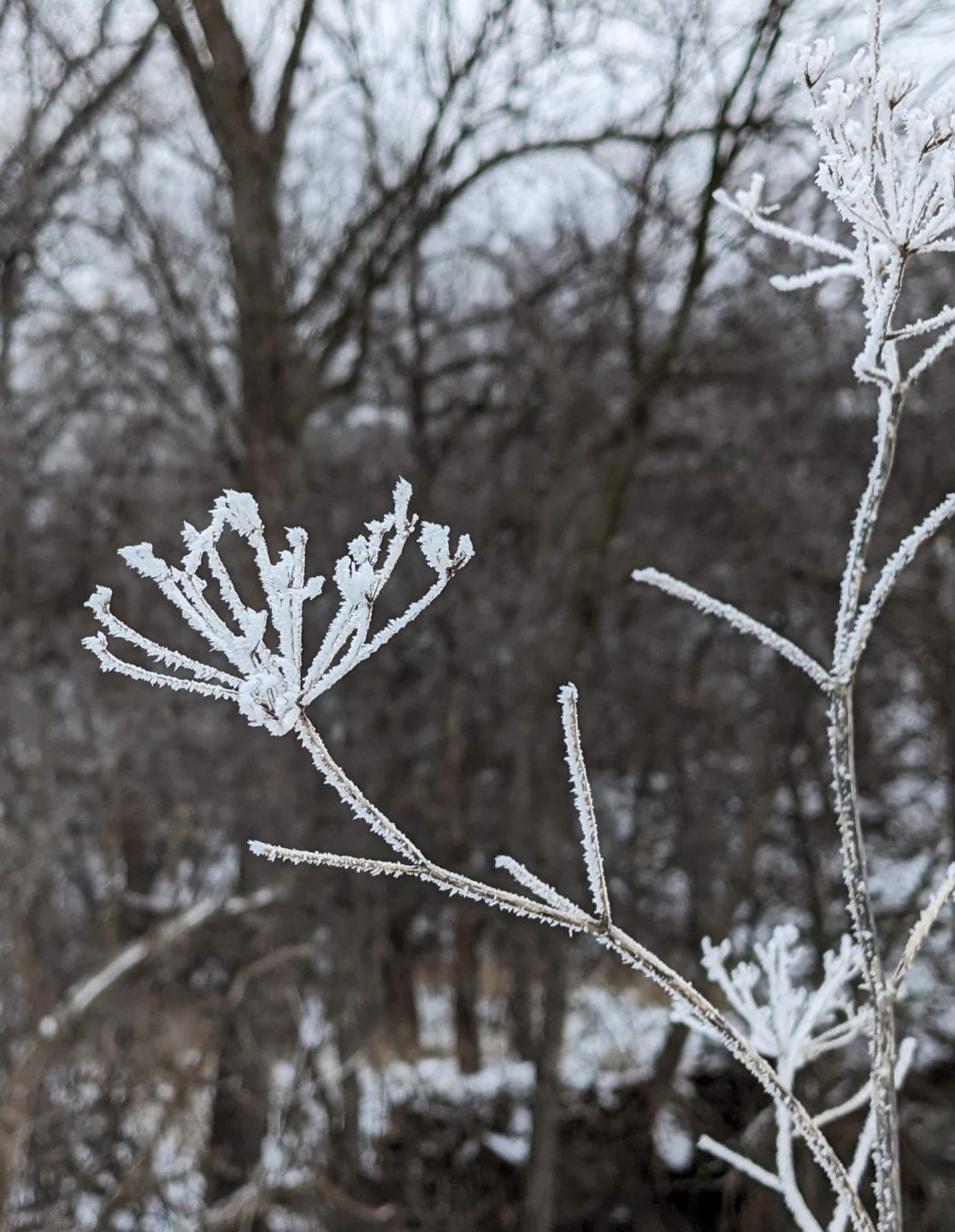 Rime ice