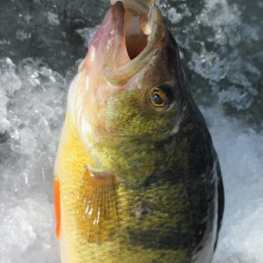 Yellow perch being pulled from an ice hole.