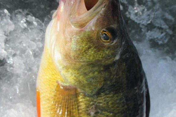 Yellow perch being pulled from an ice hole.