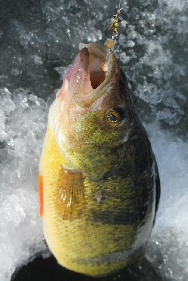 Yellow perch being pulled from an ice hole.