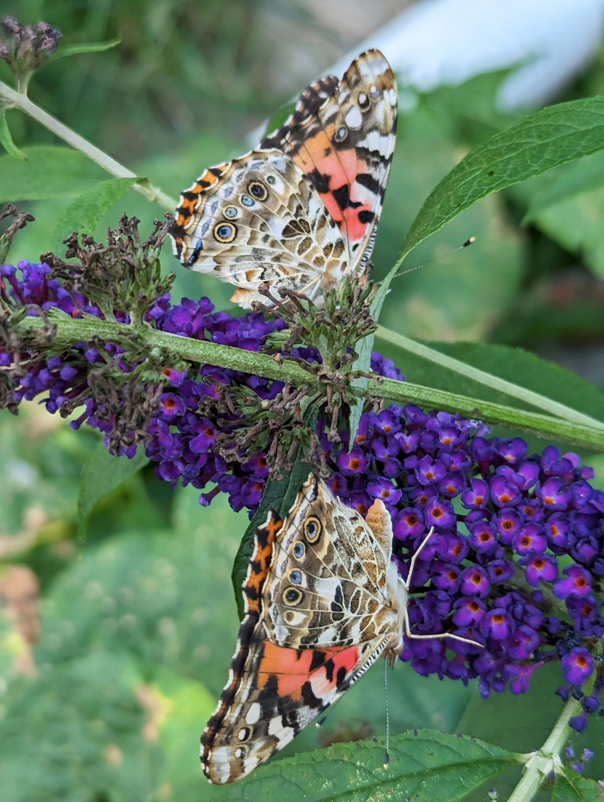 Butterflies on purple flowers.