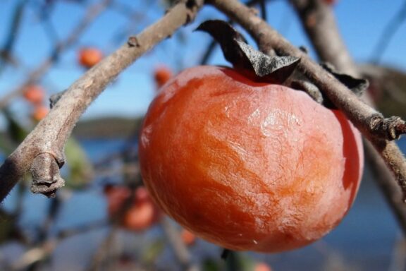 I ripe persimmon fruit hangs from a tree in winter.