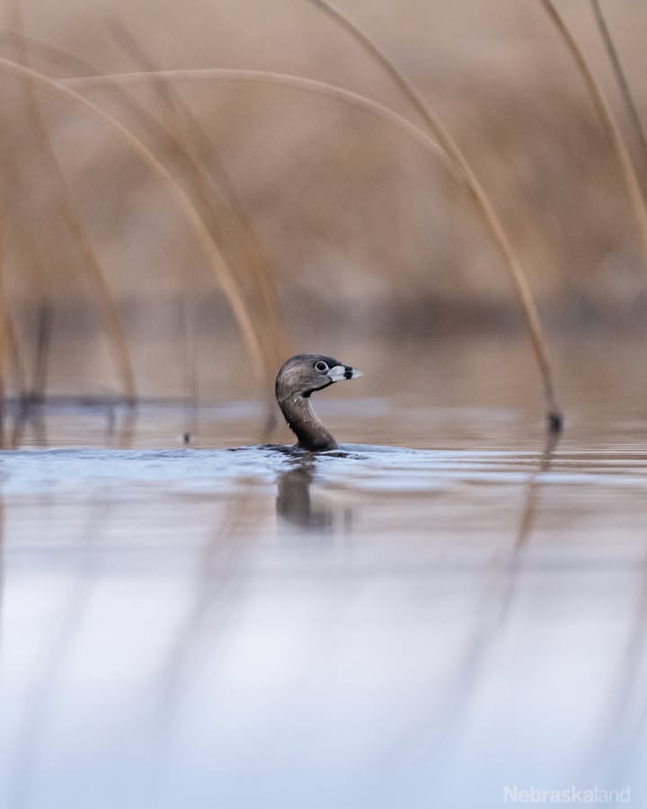 Merriam-Webster says "pied" means "of two or more colors in blotches." The pied-billed grebe (Podilymbus podiceps) gets its name from the breeding season when its bill takes on this appearance of black and white. The rest of the year, the bill is dull and pale.

📷: Justin Haag (@ridgerunner308) 
📍 Shell Lake Wildlife Management Area

#Nebraskaland #NEgameandparks #OutdoorNebraska #WildNebraska