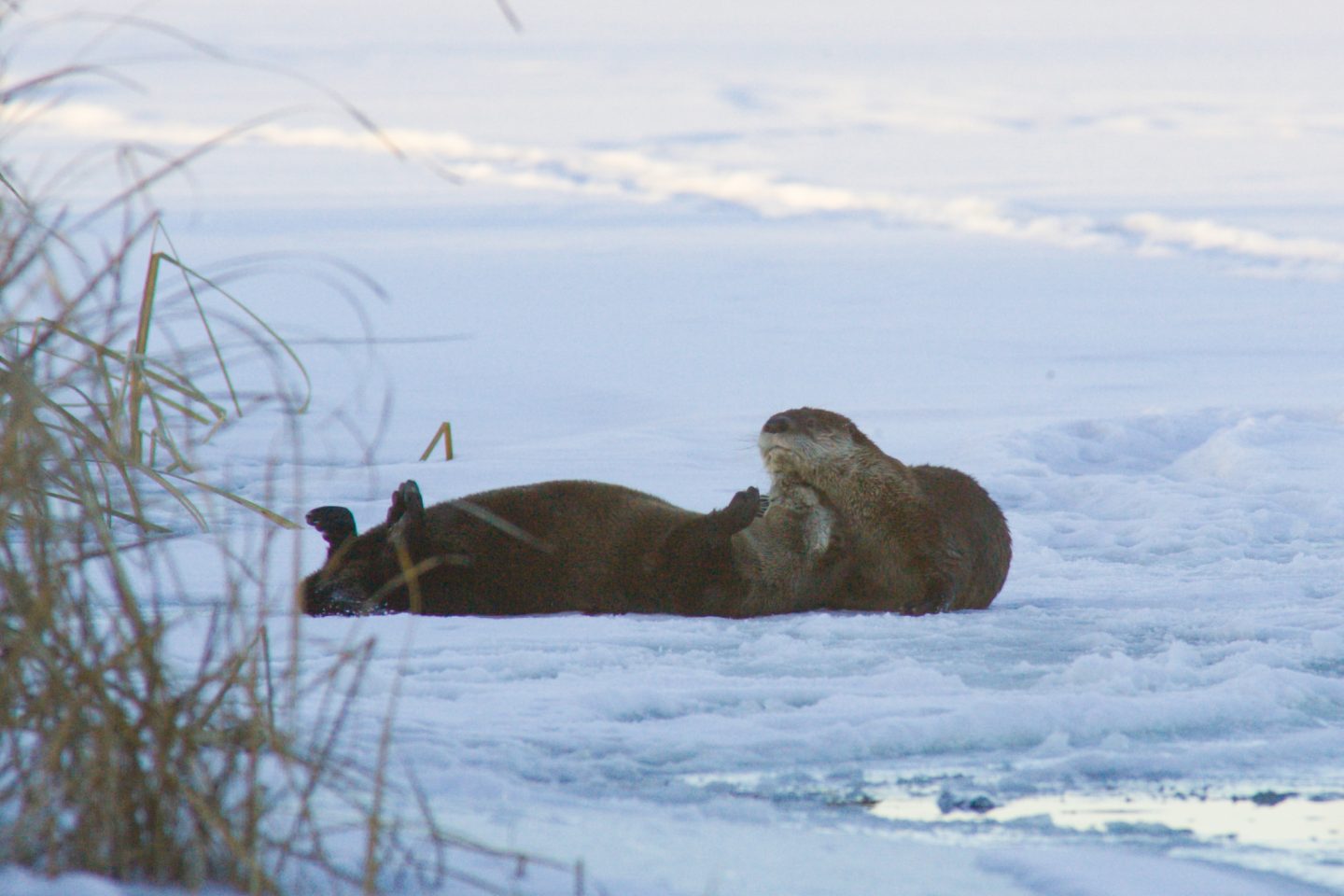 Otters playing in the snow.