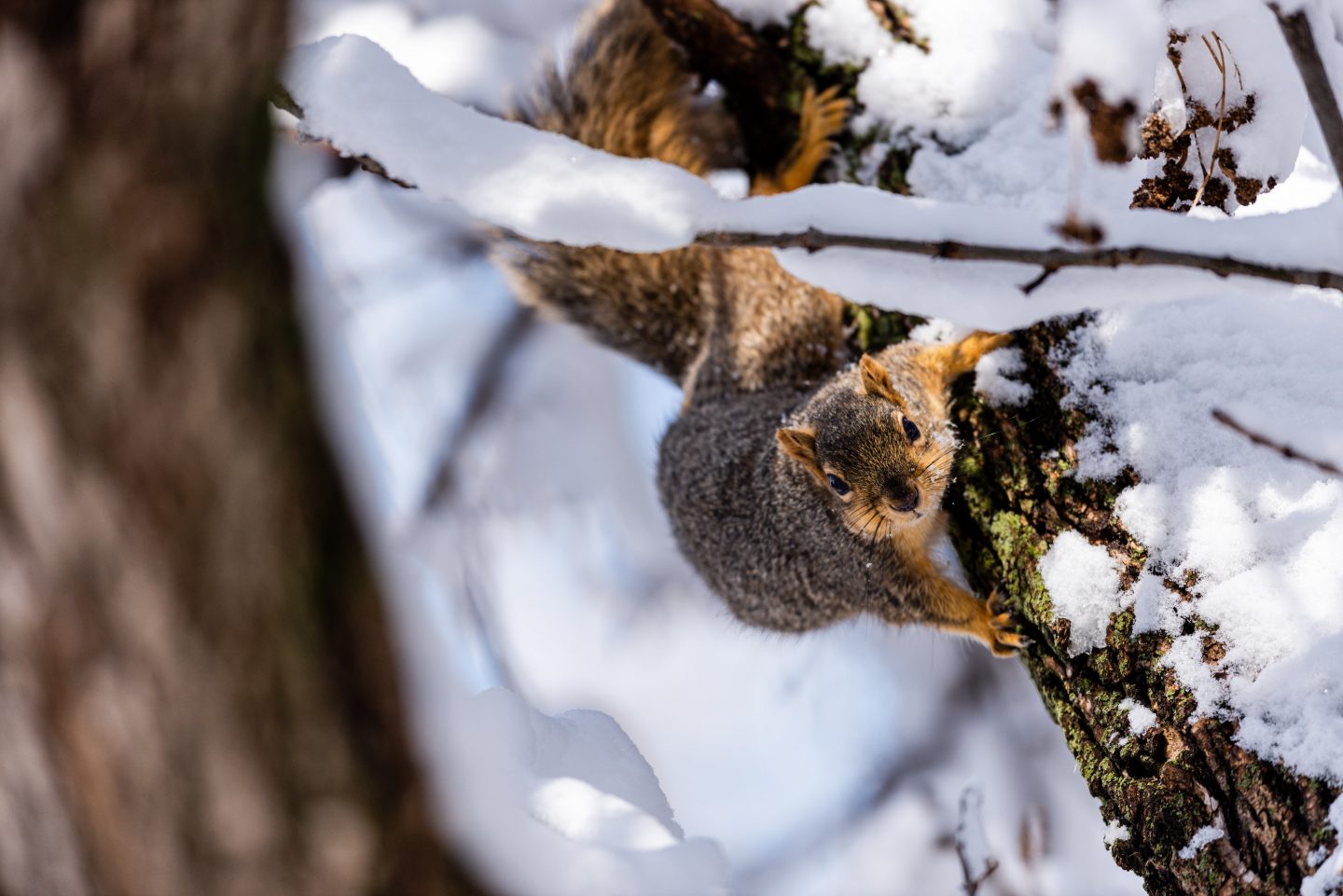 Fox squirrel hanging on a snow-covered tree.