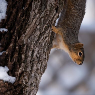 Eastern fox squirrel on a tree in winter.