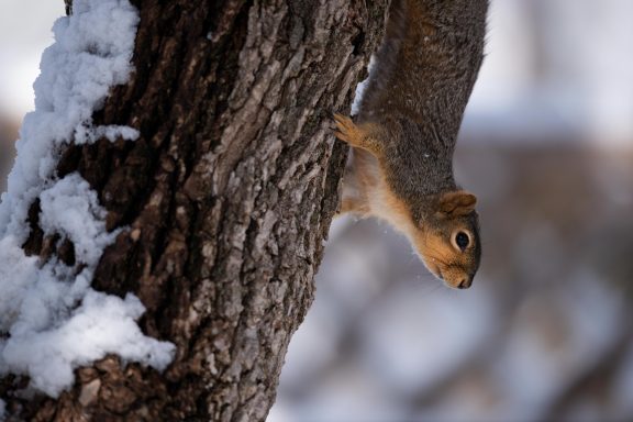 Eastern fox squirrel on a tree in winter.