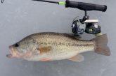 Largemouth bass and fishing rod on ice.