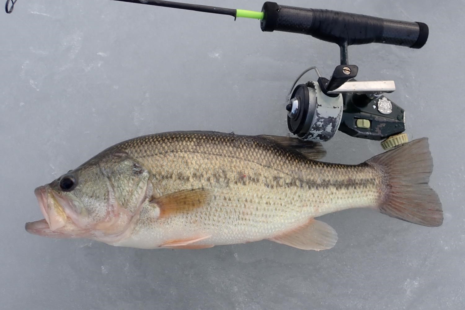 Largemouth bass and fishing rod on ice.