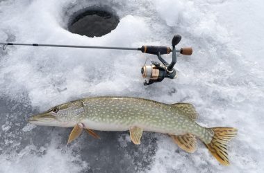 Northern pike and fishing rod next to ice hole.