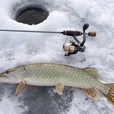 Northern pike and fishing rod next to ice hole.