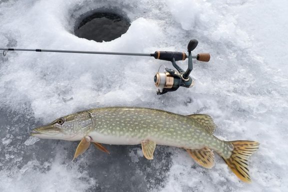 Northern pike and fishing rod next to ice hole.