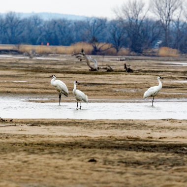 Whooping cranes along the Platte near Brady.