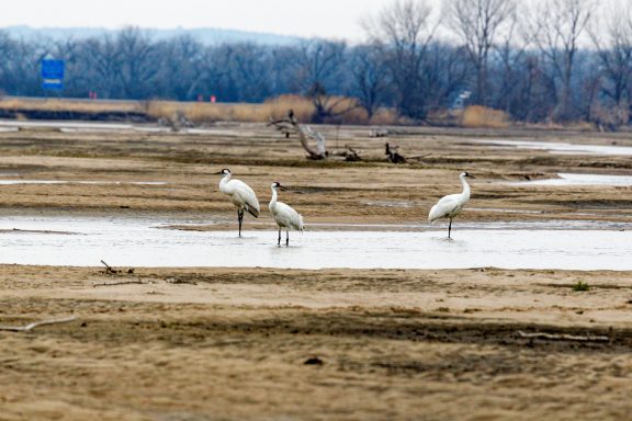 Whooping cranes along the Platte near Brady.