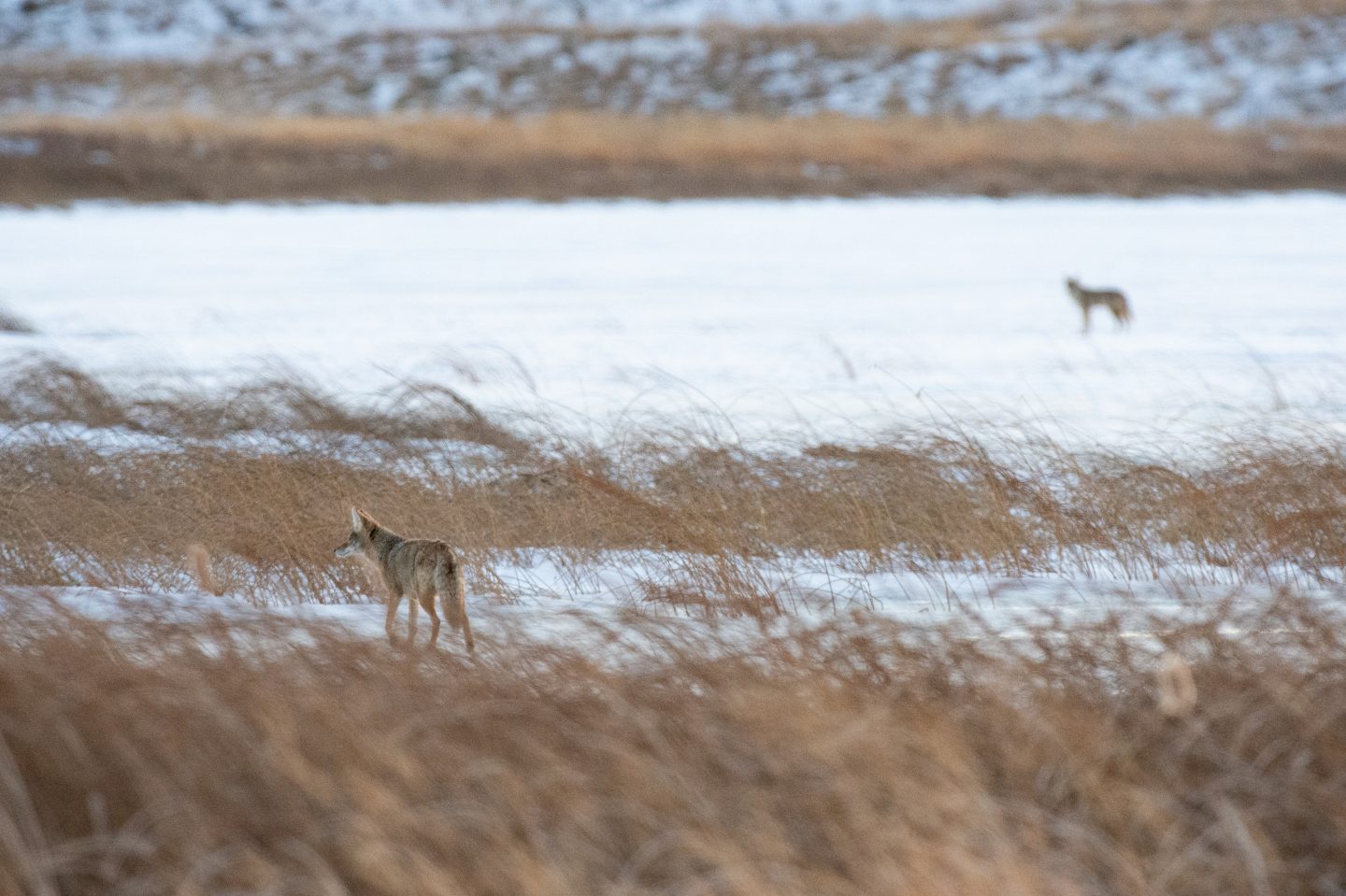 Coyotes hunting in winter.