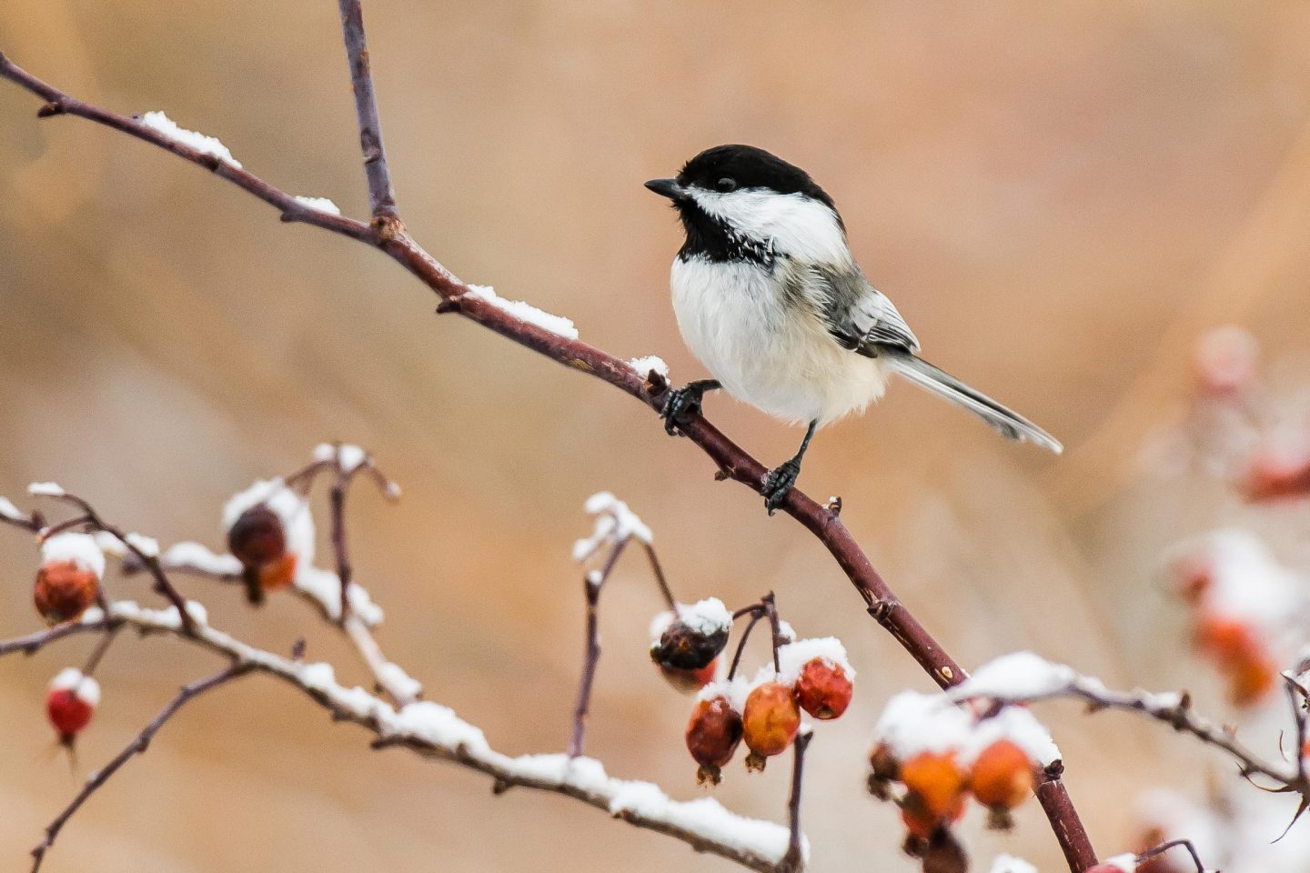 Black-capped chickadee on a branch.