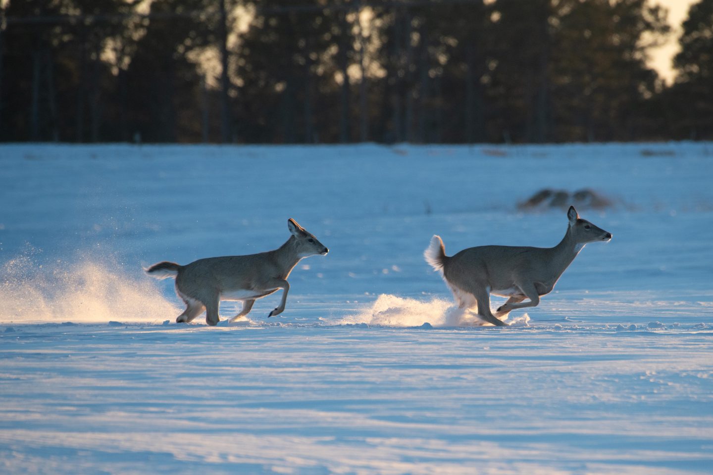 White-tailed deer running across snow.