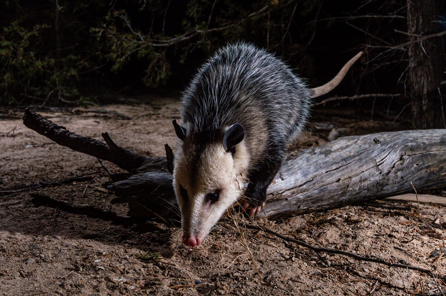 A Virginia opossum captured with a camera trap at Chadron State College’s Thompson Natural History Preserve.