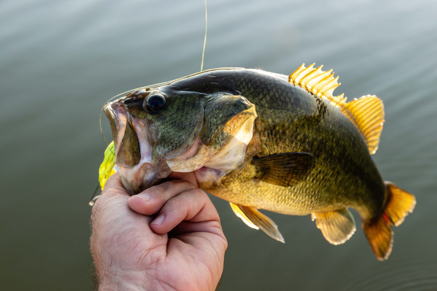 largemouth bass