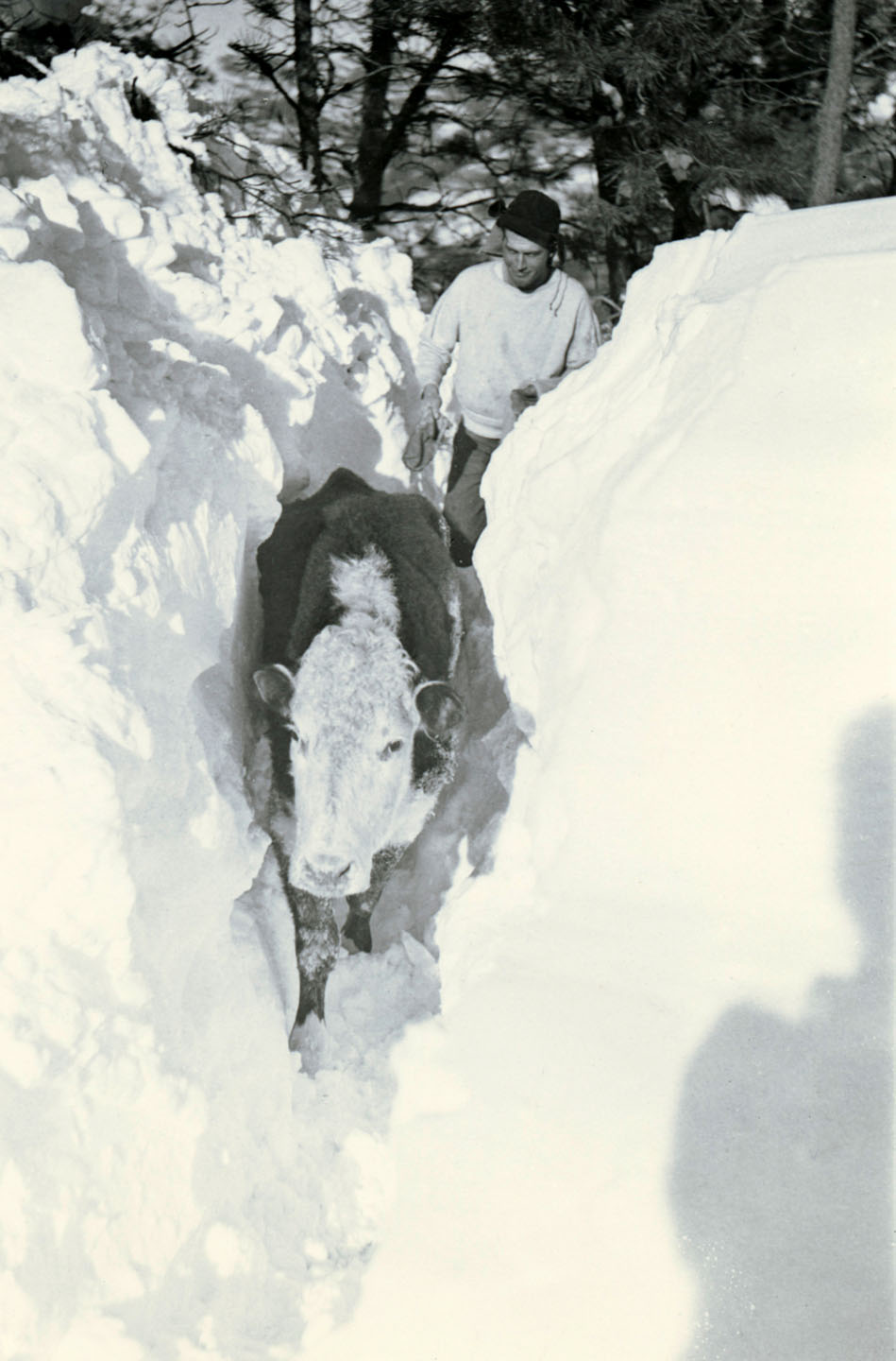 A cow stuck in a drift of snow during blizzard.