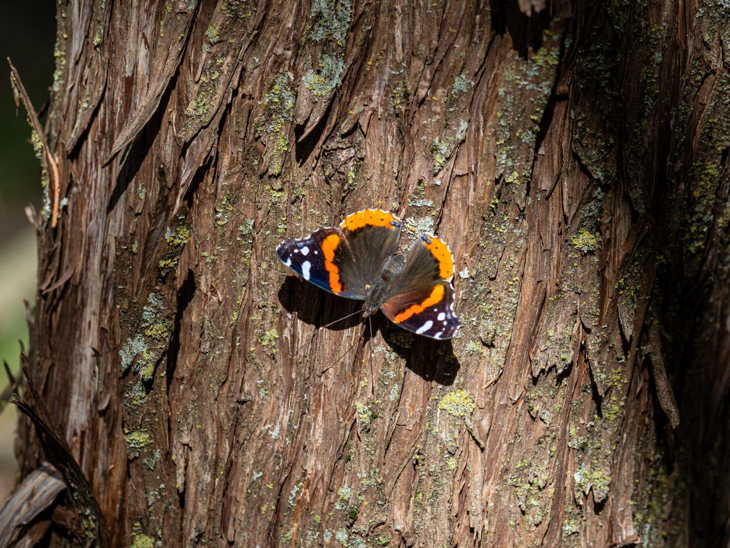 Red admiral butterfly.