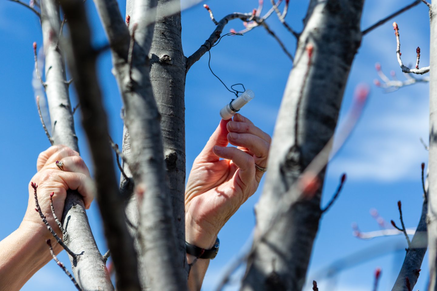 A hand reaching for a geocache in a tree.