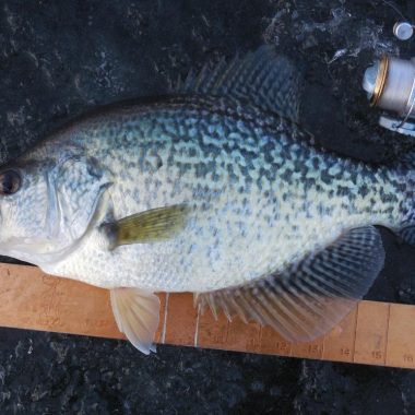 Crappie on ice laying next to a ruler.