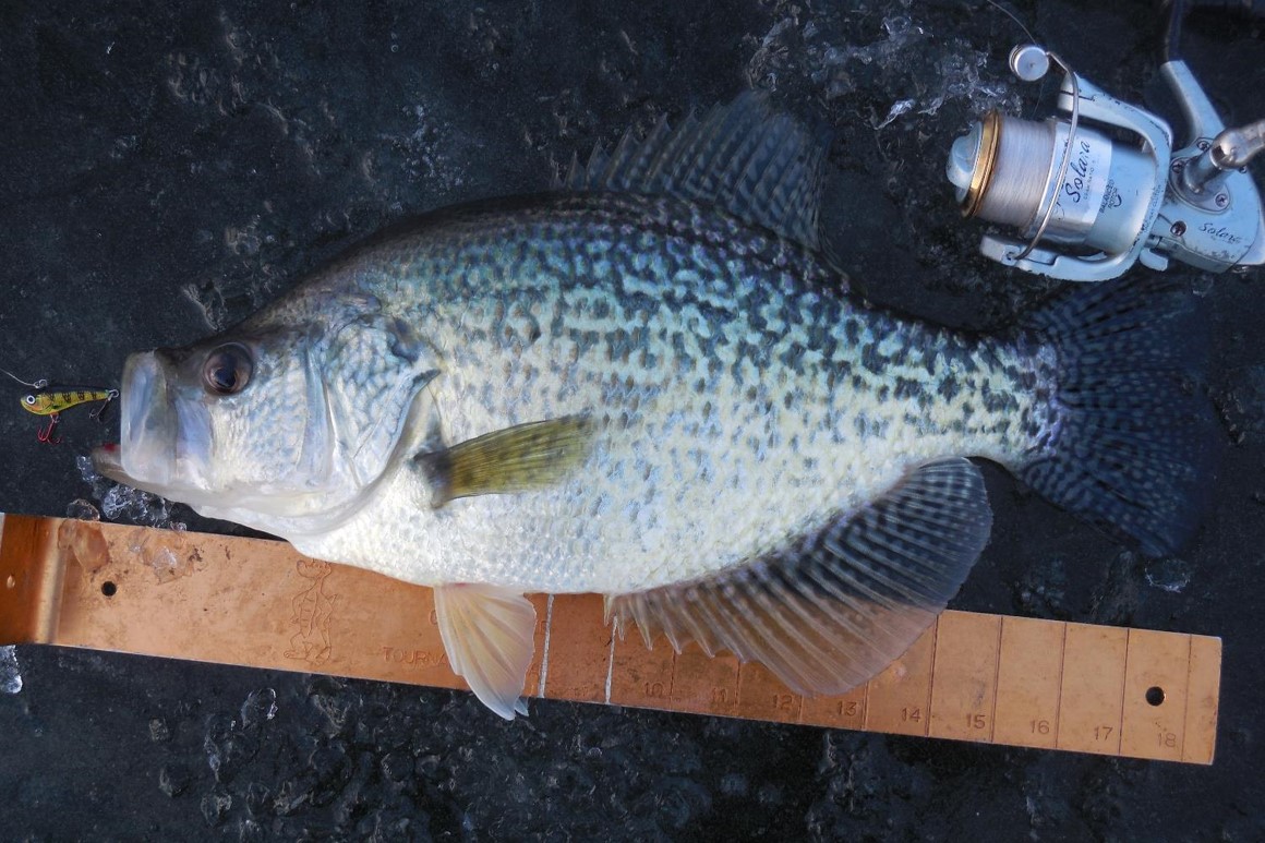 Crappie on ice laying next to a ruler.