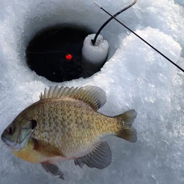 Bluegill lying next to an ice hole.